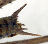 CollectionObject 1564709; 0d62b4cc-38a4-4a15-b579-2956e33b3c96: male cerci (paratype). (CollectionObject).