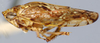 Habitus, lateral view: !! display not done !! on Frequenamia spiniventris (Linnavuori, 1955): Frequenamia spiniventris, lateral habitus (NMNH). (Observation).