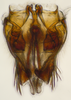 Subgenital plate, ventral view on Bhatia Distant, 1908 nsp 8-56: (Observation).