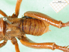 CollectionObject 1595445; 47837a18-901b-493f-9211-5a29fa518c14: male abdomen, dorsal view. (CollectionObject).