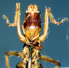 CollectionObject 1541593; d94bd1d0-a3ea-4372-80fc-63b33b363eda, MNHN3225812: female frons (allotype). (CollectionObject).