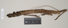 CollectionObject 1560674; NHMUK(SF IMPORT DUPLICATE) 844812, 9c13f179-7751-4b0e-a215-d04faf4989ed: copyright Natural History Museum, London. female, lateral view of Oxyartes lamellatus (lectotype). (CollectionObject).