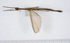 CollectionObject 1560011; 75a7c4ba-ffea-4ade-b14a-b476794be1cd: copyright ZMUH, Hamburg. male of synonym Necroscia densegranulosa (holotype). (CollectionObject).