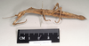 CollectionObject 1559197; 958d0635-9492-4c7e-8b6b-b20736f020c2: copyright Natural History Museum, London. female, lateral view (syntype). (CollectionObject).