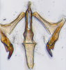 Aedeagus, ventral view: (Observation).