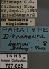Other on Dikrella (Dikrella) hamar (DeLong & Ross, 1950): Labels. Labels for the specimen used for the dorsal, lateral and face images. (Observation).