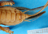 CollectionObject 1580112; d4606775-b3cc-4c90-ac40-8dd26cc89087: female abdomen tip, ventral view (syntype). (CollectionObject).