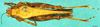 CollectionObject 1505145; a4b30ba0-fcaa-43c2-865f-ef24d6177f96, DORSA D028XF01: female, dorsal view (paratype). (CollectionObject).