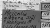 CollectionObject 1532746; 7f66f7d1-97a4-443c-8133-b9948ae89dee: Image Carbonell, C.S. labels (holotype). (CollectionObject).