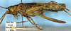 CollectionObject 1516753; ef147519-59f9-448c-a47a-5f84390c2ed4: female, lateral view (holotype). (CollectionObject).