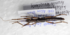 CollectionObject 1576302; SPM SP/EPH/2337, b577fa2a-89e6-48a2-9c97-4c475ee93748: copyright SPM, Kinabalu. female, dorsal view (holotype). (CollectionObject).