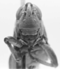 CollectionObject 1524010; 258d7214-e209-4d23-b52c-e4960353defb: male, frontal view (holotype). (CollectionObject).