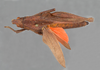 CollectionObject 1525540; 5066c94c-54c9-42ff-ba37-5af3c6365e9b: female, dorsal view (syntype). (CollectionObject).