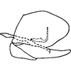 Pygofer, lateral view: Pygofer, lateral view. (Observation).