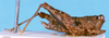 CollectionObject 1505047; c6436e5e-acd7-48f5-b765-43881126eddb, DORSA D003XF01: female, lateral view (holotype). (CollectionObject).