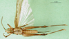CollectionObject 1501347; fd2077f3-6e2f-4ef0-9651-142fbd3c5191: male, ventral view (holotype of Gymnobothrus houyi). (CollectionObject).