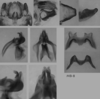 Melanoplus uinta Otte, 2012: (Otu).