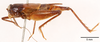 CollectionObject 1523727; c0a52703-44b5-4c30-bc31-742b6009fbae: male, lateral view (holotype). (CollectionObject).
