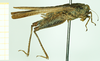 CollectionObject 1585754; NMW 201, 9e49f8d5-faf0-473c-bf5b-f11328698b4d: female, lateral view (syntype). (CollectionObject).