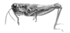 Eurotettix femoratus Bruner, 1906: Fig. 2B. male habitus. (Otu).