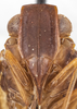 Head on Bladina gatunensis Kramer, 1976: (Observation).