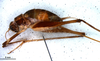 CollectionObject 1580301; 63d8b903-a397-42a6-933e-291938e2abfb: female, lateral view (paratype). (CollectionObject).