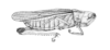 Amphitornus coloradus coloradus (Thomas, 1873): Pl. III, Fig. 12. male habitus (Akentetus unicolor). (Otu).