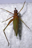 Kuwayamaea sapporensis Matsumura & Shiraki, 1908: female, dorsal view. (Otu).