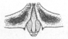 Ceuthophilus (Ceuthophilus) kansensis Hubbell, 1936: Fig. 642. epiproct. (Otu).