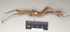 CollectionObject 1558875; NHMUK(SF IMPORT DUPLICATE) 845210, e0fca43f-b9f6-484d-b9d3-c94223e31fea: copyright Natural History Museum, London. male, lateral view of Heteropteryx grayii (paralectotype). (CollectionObject).