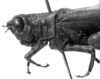 CollectionObject 1521523; f0daf6f5-0519-48c5-b541-acdebe9804cc: Image Carbonell, C.S. female head and pronotum, lateral view (holotype of Bucephalacris paraguayensis). (CollectionObject).