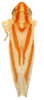 Habitus, dorsal view on Erythridula dowelli (Beamer, 1932): Habitus (INHS collection). (Observation).