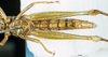 CollectionObject 1537591; cf956209-e84a-4616-9030-156ad8935b01: female, ventral view (holotype). (CollectionObject).
