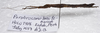 Parabrosoma brevifemurum Seow-Choen, 2018: (Otu).