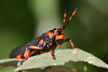 Maura rubroornata (Stål, 1855): 2014. male, latero-frontal view (Kwa Zulu Natal, Drakensberg, Wittieshoek, 2300 m). (Otu).