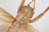 CollectionObject 1505638; 0bbf1226-1d82-4644-b188-e18f054a49e6: Female, dorsal view (syntype). (CollectionObject).