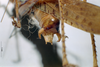 CollectionObject 1537783; NNM 3225790, 3564b5ea-c06e-4378-973d-aa982052fa21: male cerci. (CollectionObject).