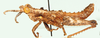 Thrincotropis karruensis Brown, 1960: male, lateral view. (Otu).