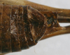 CollectionObject 1517196; 22cdfdac-5157-444e-9fd3-f7c0f9bdc7c3: male abdomen tip, dorsal view (holotype). (CollectionObject).