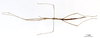 CollectionObject 1565281; 00a00da6-e1c6-41a3-b714-8d5502664712: copyright MNHN, Paris. male (holotype). (CollectionObject).