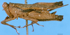 CollectionObject 1505197; 371505dc-b669-4c28-8686-1683e50f6697: male, left lateral view (paralectotype). (CollectionObject).