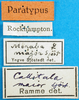 CollectionObject 1580308; 4d7d51a4-6de1-42f0-ac07-09c8f48c2d1c: labels (paralectotype). (CollectionObject).