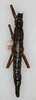 CollectionObject 1557073; 7fd9ca13-5b3b-491d-a2fa-5873da0942fd: copyright ANSP. female of synonym Anisomorpha monstrosa (holotype). (CollectionObject).