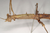 CollectionObject 1557795; 100b88d9-3229-4ab9-9131-66b329bce742: copyright Natural History Museum, London. female: head and thorax, lateral view (syntype). (CollectionObject).;CollectionObject 1557796; f9be8530-ce59-427d-bea8-331143cb9c86: copyright Natural History Museum, London. female: head and thorax, lateral view (syntype). (CollectionObject).