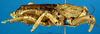 female, lateral view (holotype). Depicts CollectionObject 1500685; 542a5cd0-bb4c-4cd7-9504-035683bb2515, a CollectionObject.