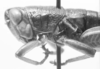 CollectionObject 1524010; 258d7214-e209-4d23-b52c-e4960353defb: male, head and pronotum, lateral view (holotype). (CollectionObject).