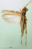 CollectionObject 1500268; 7f74666c-f8b6-4189-8fa9-7d9ecf0daf67: male, dorsal view (syntype of Gomphocerus (Epacromia) socius). (CollectionObject).