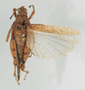 CollectionObject 1572737; f85b4886-a1b5-45f7-b392-0432080403d6: male, dorsal view (allotype). (CollectionObject).