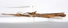 CollectionObject 1590099; cd5011c7-c150-41a1-ad32-c46024bcdc36: copyright MNHN, Paris. female, lateral view (paratype). (CollectionObject).;CollectionObject 1590100; 28cbec81-6faf-49c1-87d1-8ad7dfa3bb2e: copyright MNHN, Paris. female, lateral view (paratype). (CollectionObject).