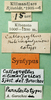CollectionObject 1501763; a16ccdfd-aaba-4bca-93f6-acf249a6cc61: labels (paralectotype). (CollectionObject).